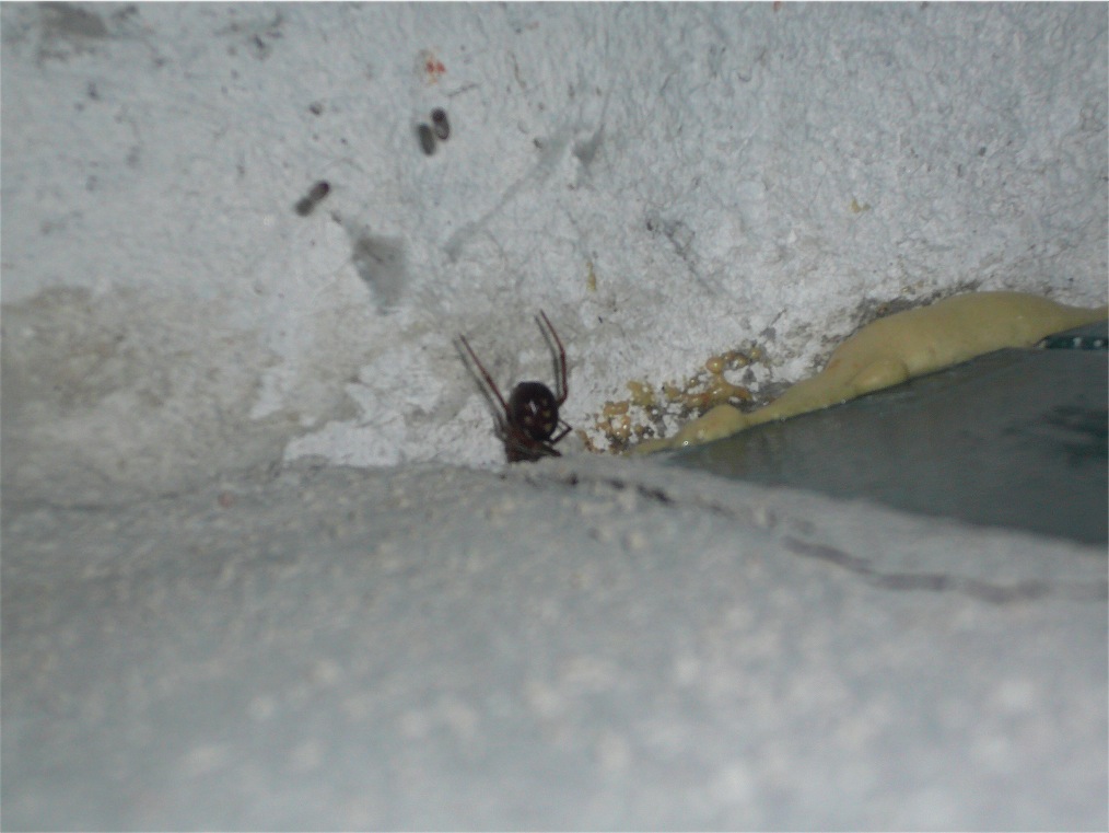 Steatoda grossa